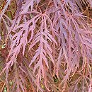Acer palmatum Garnet