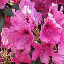 Rhododendron hort. Alarich