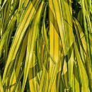 Hakonechloa macra Naomi
