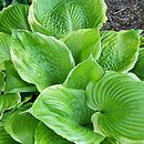 Hosta Winter Snow