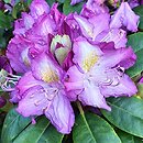 Rhododendron hort. Alma