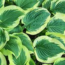 Hosta Bold Edger