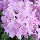 Rhododendron hort. Bella
