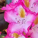Rhododendron hort. Junifee