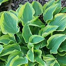 Hosta Pilgrim