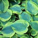 Hosta Deja Blu