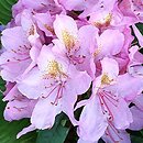 Rhododendron hort. Christian Schroder