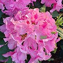 Rhododendron hort. Cornelia Schröder