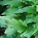 Hosta Emerald Carpet