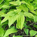 Uvularia grandiflora Lynda Windsor
