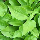 Hosta Eric Smith