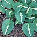 Hosta Risky Buisness