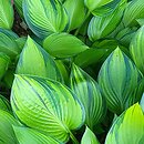 Hosta June Fever