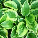 Hosta Emily Dickinson