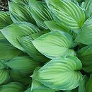 Hosta Honeybells