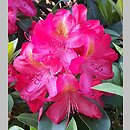 Rhododendron hort. Hachmann's Junifeuer