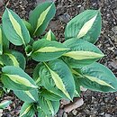 Hosta Pole Cat