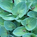 Hosta Dinky Donna
