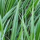 Hakonechloa macra Samurai