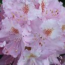 Rhododendron hort. Etzel