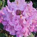Rhododendron hort. Frau Martha Lentschke