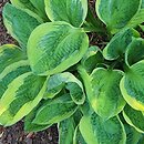 Hosta Captain's Adventure