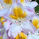 Rhododendron hort. Mrs. T.H. Lowinsky