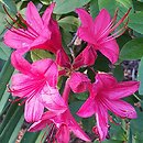 Rhododendron viscosum Karminduft