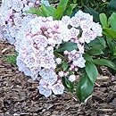Kalmia latifolia Zebulon