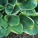Hosta Christmas Tree