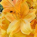 Rhododendron hort. Spanish Dancer