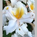 Rhododendron hort. Cinzia
