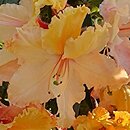Rhododendron hort. Caparo