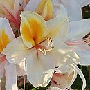 Rhododendron hort. Arima