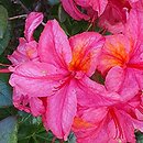 Rhododendron hort. Toco