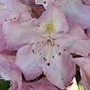 Rhododendron hort. Nr. 103
