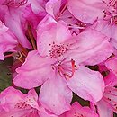 Rhododendron hort. Nr. 104