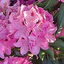 Rhododendron hort. Nr. 105