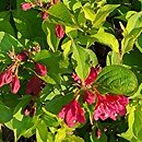 Weigela florida Ghost
