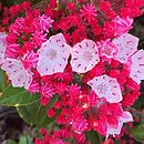 Kalmia latifolia Olympic Wedding