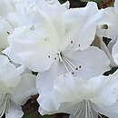 Rhododendron hort. Charlotte de Rothschild