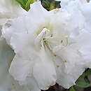 Rhododendron hort. Eisprinzessin