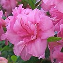 Rhododendron hort. Babuschka