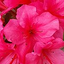Rhododendron hort. Satschiko