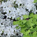 Rhododendron hort. Schneewittchen