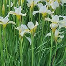 Iris sibirica Gull's Wing
