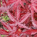 Acer palmatum Pixie