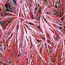 Acer palmatum Crimson Queen