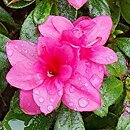 Rhododendron hort. Melina