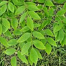 Maackia amurensis (makia amurska)